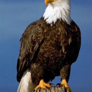 Meet your Posher, Isabel